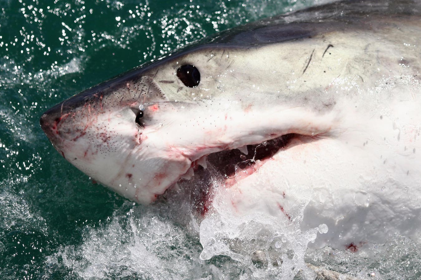 webnexttech | First Evidence Of White Sharks In Central Bahamas