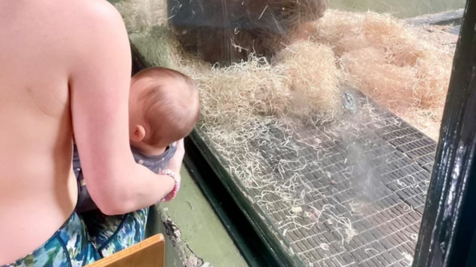 webnexttech | Dublin Zoo enlists help of breastfeeding mothers to encourage female orangutan bond with her newborn