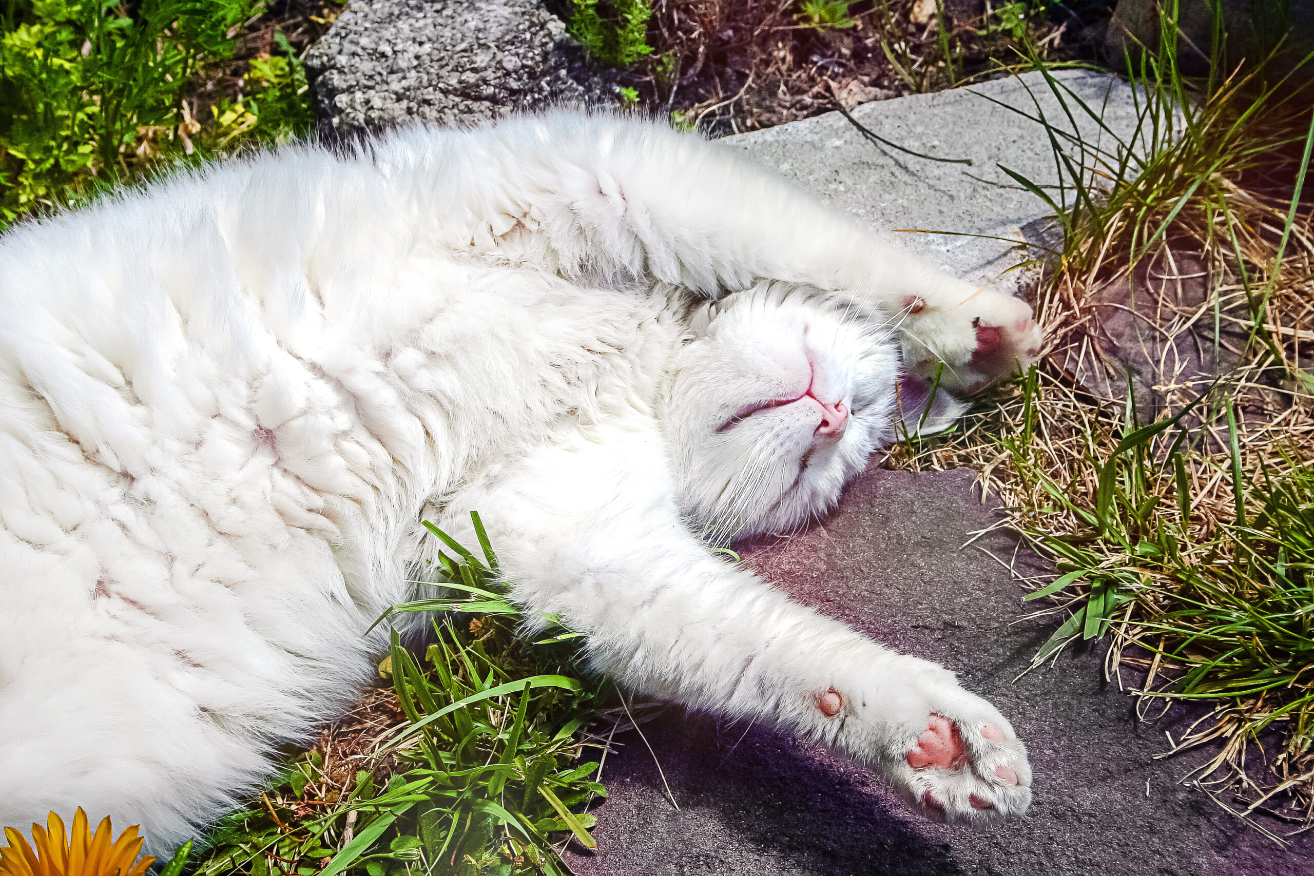 webnexttech | Laughter as Mama Cat 'Crashed Out' After Putting Her Six Kittens to Sleep