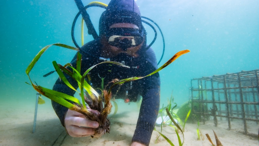 webnexttech | The underwater meadows being planted to save Sydney's seahorses