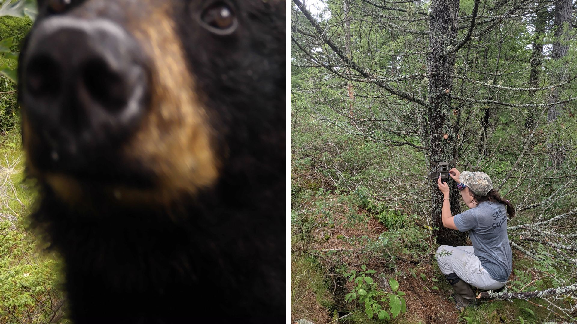 webnexttech | New Indigenous-led guide helps First Nations track local wildlife with camera traps