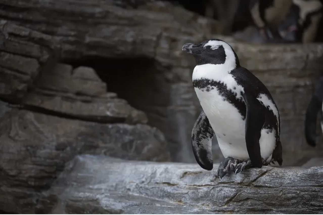 webnexttech | Penguin escapes from wildlife exhibit in Japan; found at beach 45 kilometers away