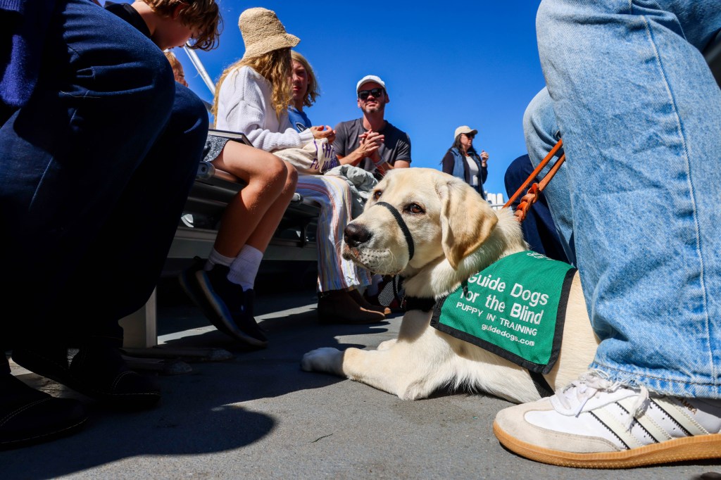 webnexttech | Ferry, shopping, lunch: Bay Area guide dogs get some real-world training