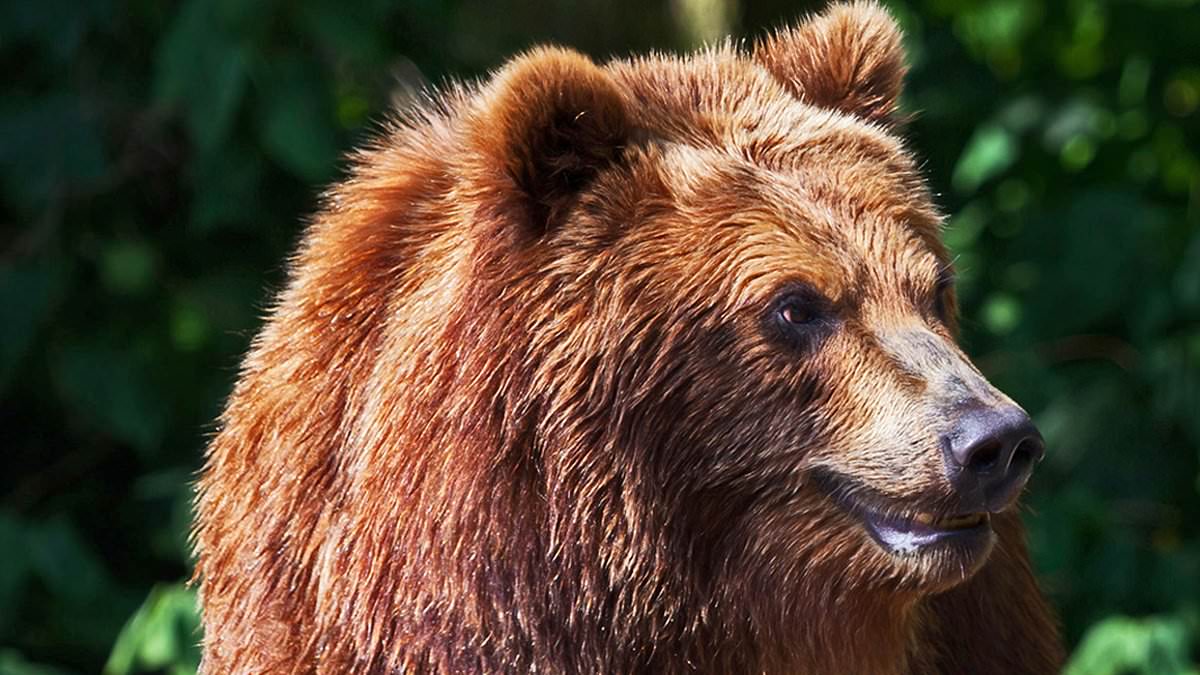 webnexttech | Vital rewilding... or utter insanity? Debate rages as freed 800lb killer bears terrorise Italian villages