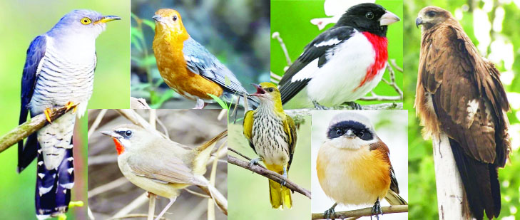 webnexttech | Beautiful Birds of Kashmir