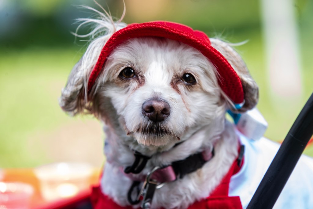 webnexttech | Get ready to raise the woof at San Jose’s Bark in the Park