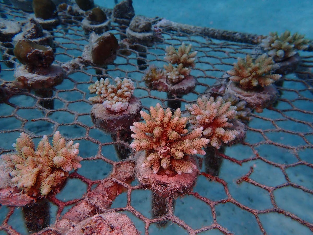 webnexttech | How Are Coral Transplants Helping Restore Reefs In Tanzania?