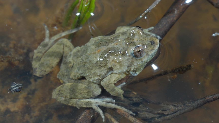 webnexttech | Farmers and froglets become unlikely allies in fight against Victorian solar farm