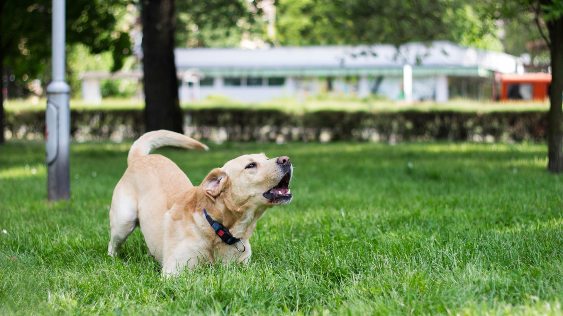 webnexttech | From growling Labrador to a house training a rabbit  – your pet queries answered