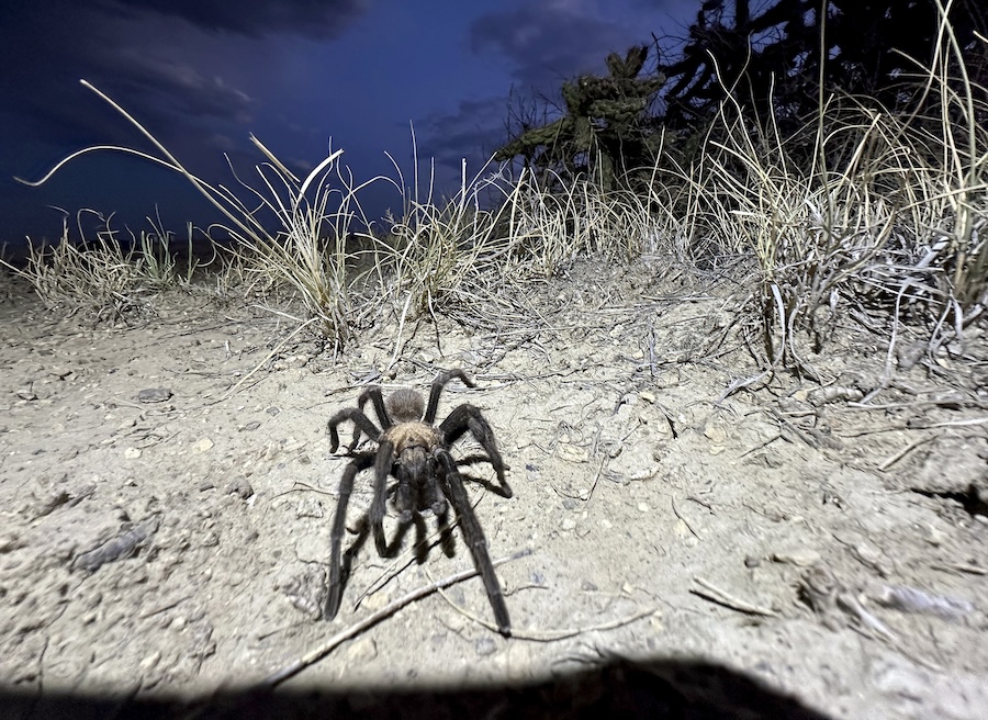 webnexttech | Spider lovers scurry to Colorado town in search of mating tarantulas and community