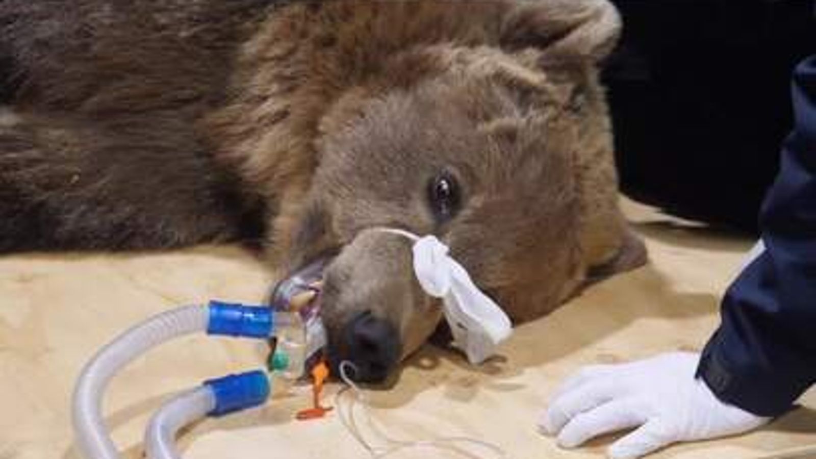 webnexttech | Boki the bear ‘doing well’ after successful brain surgery but ‘not out the woods’