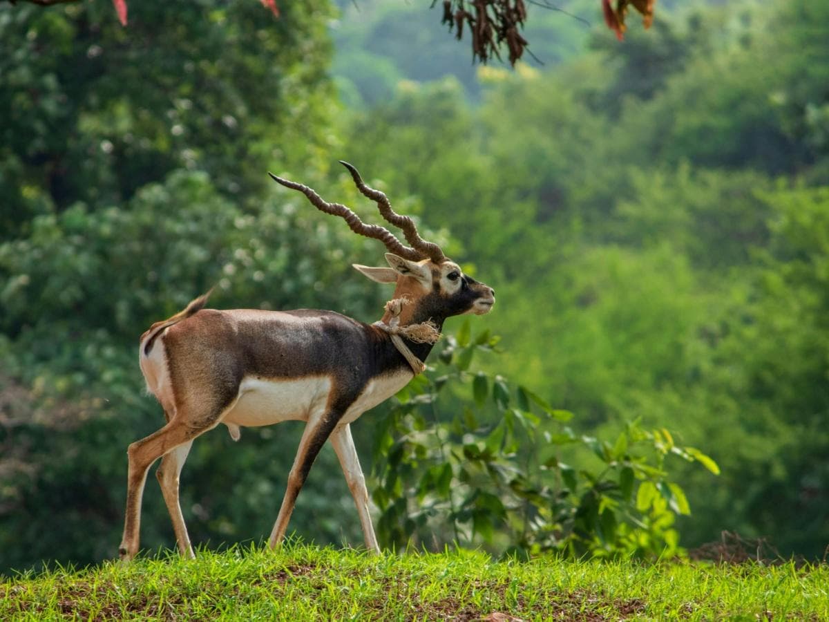 webnexttech | Why blackbucks are more than just animals to the Bishnoi community