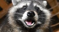 webnexttech | How 'Nazi raccoons' descended from a pair released by Goering in the 1930s have overrun a German city, wreaking havoc and destroying homes - with enterprising restaurateurs turning them into bratwurst. Our intrepid man tucks in!