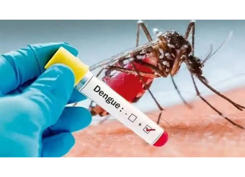 webnexttech | 142 fresh dengue cases reported