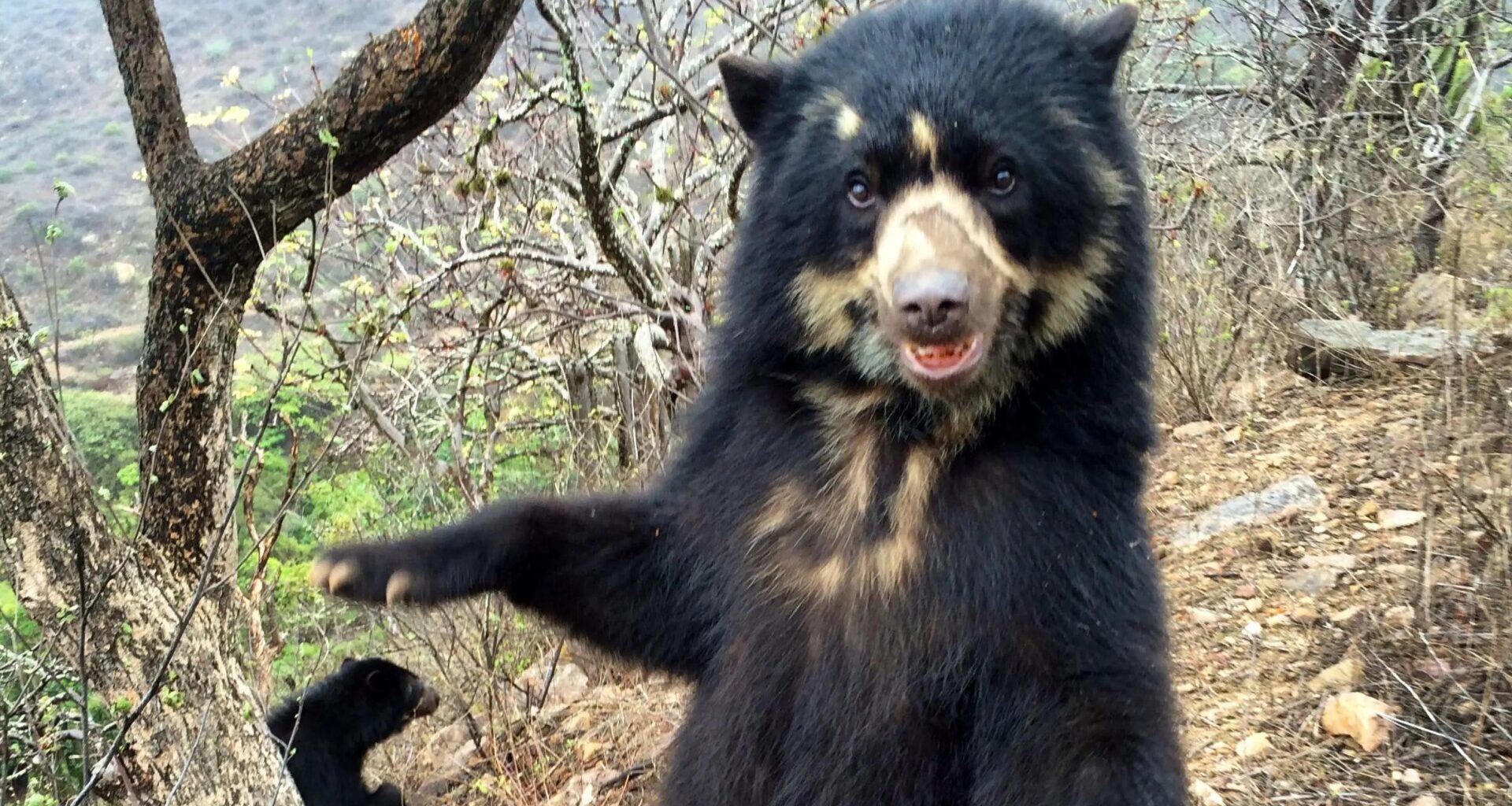 webnexttech | Real-life Paddington bears facing extinction after being hunted for private parts – and now charities are taking action