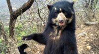 webnexttech | Real-life Paddington bears facing extinction after being hunted for private parts – and now charities are taking action