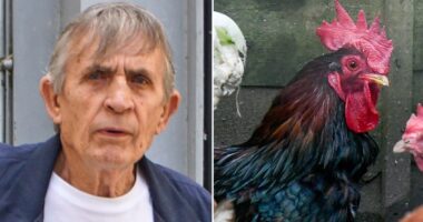 webnexttech | Pensioner hauled to court and fined after neighbours woken by noisy cockerel