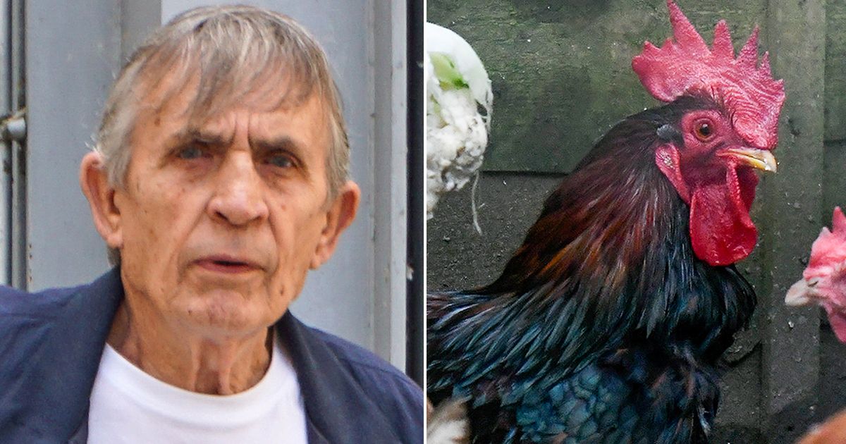 webnexttech | Pensioner hauled to court and fined after neighbours woken by noisy cockerel