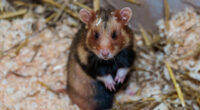 webnexttech | 132 escaped hamsters run amok, ground Portuguese plane for 4 days