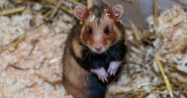 webnexttech | 132 escaped hamsters run amok, ground Portuguese plane for 4 days