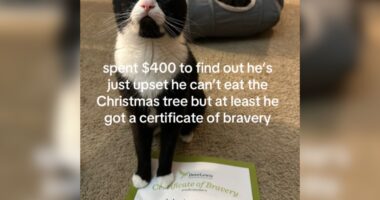 webnexttech | Cat Owner Pays $400 at Vet, Can't Believe What's Actually Wrong